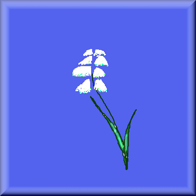 snowdrop image