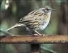 dunnock