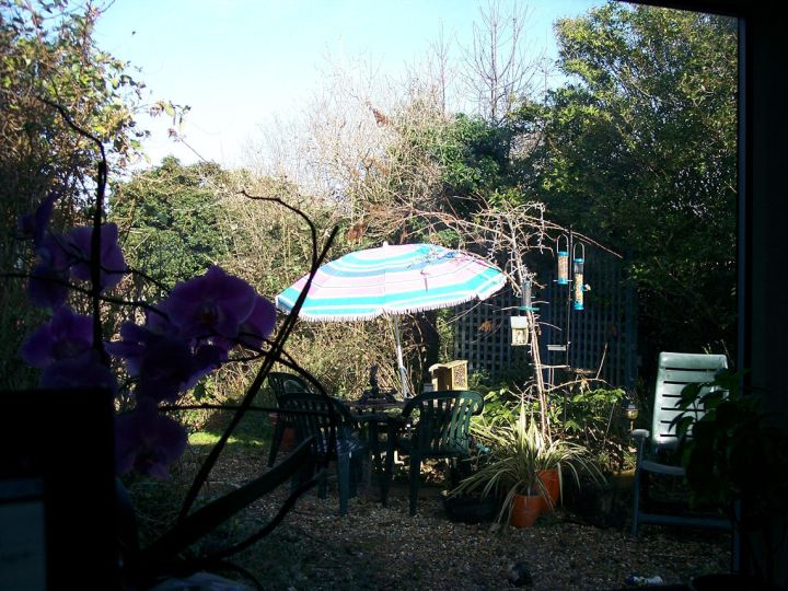 garden and bird feeder