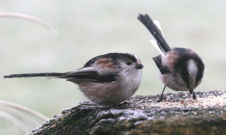 Long-tailed-tits