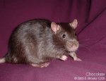 rat on cushion