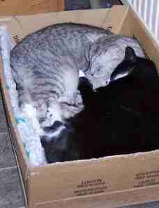 cats in a box
