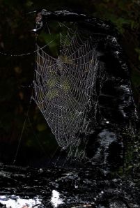 spider web 