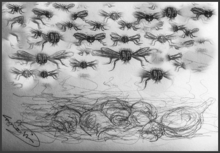 drawing of flies